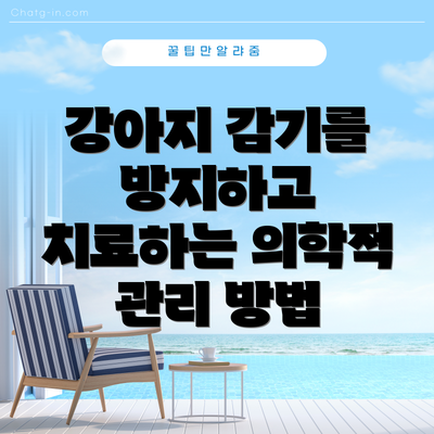 강아지 감기를 방지하고 치료하는 의학적 관리 방법