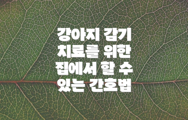 강아지 감기 치료를 위한 집에서 할 수 있는 간호법